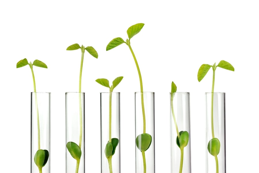 Biology plant growth for science tuition