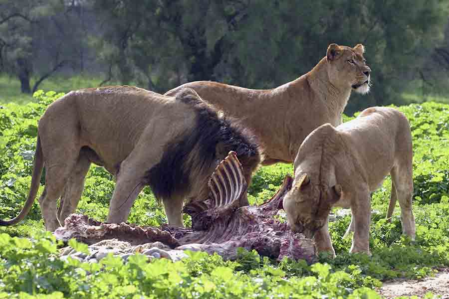 lions eating prey in food chain