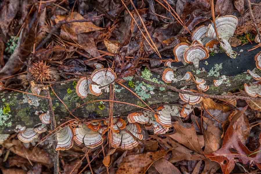 rotting tree brunch from fungi