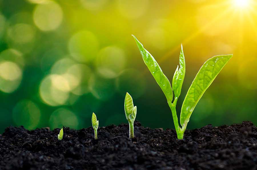 seedling growing from ground