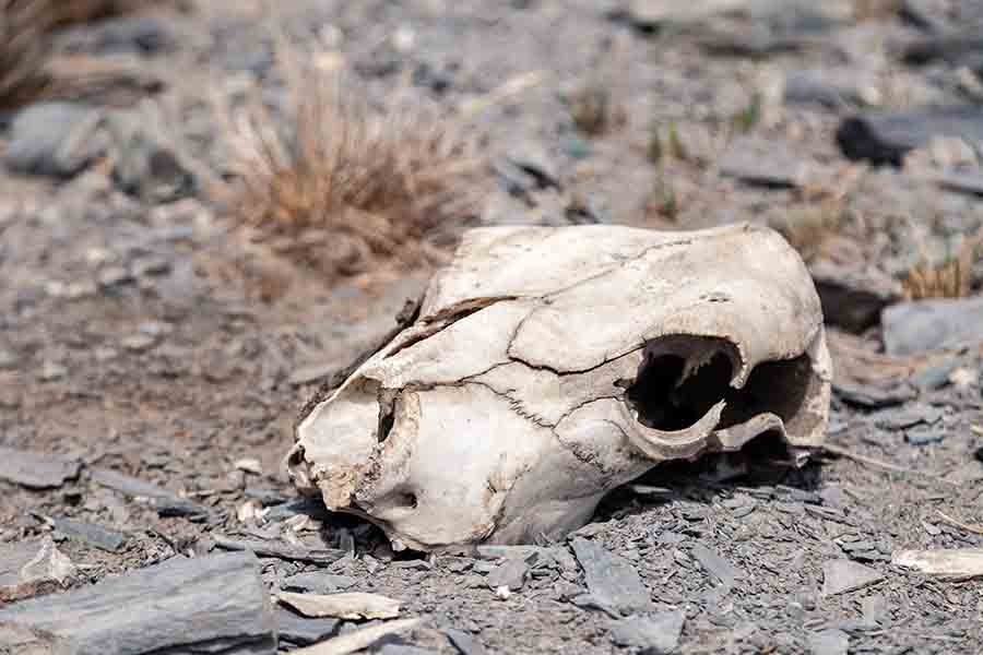 skull of dead cattle